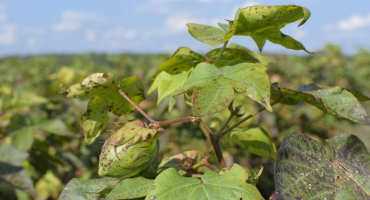 Hurricane Season Is Not Helping Cotton
