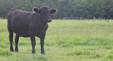 Evaluate Forage Production While the Grass is Still Growing