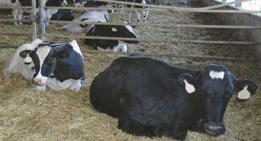 5 Steps to Prevent Inflammation in Transition Cows
