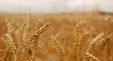 Federal government helps support Canadian wheat industry