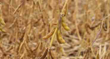  Soybean Harvest About A Third Complete In Manitoba