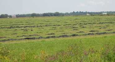 Should I Burn Off My Old, Unharvested Hay or Chop it Back Onto the Field?