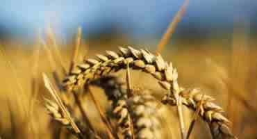 Saskatchewan Farmers Beat Drought With New Wheat Varieties