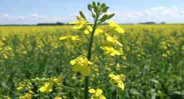 Stats Canada Predicts Record Canola Production In 2017