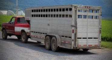 Are You Moving Cattle Across State Lines?