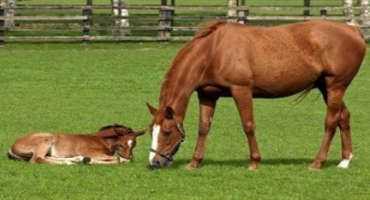 Nutritional Considerations for Broodmares