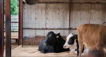 Keeping Cows Cool With Less Water And Energy