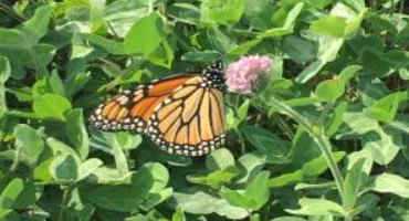 Monarch Southern Migration In Progress
