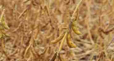  Soybean Yields Down This Year