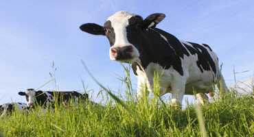 Alberta dairy producers share the costs of milk production