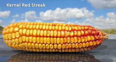 Kernel Red Streak In Corn