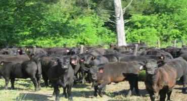 Reducing Shipping Fever in Beef Calves
