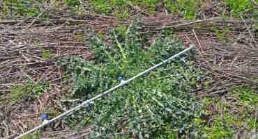 Controlling Thistles In October