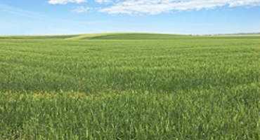 USDA Researchers Create Soft Durum Wheat