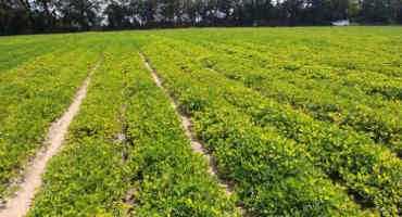 Why Is Nematode Damage Patchy In Crop Fields? How Does This Affect Management Decisions?