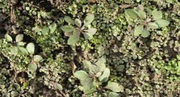 Fall Marestail (Horseweed) Management