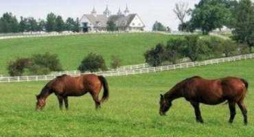 Facts about Equine Infectious Anemia Testing