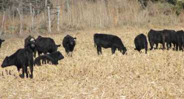 Wintering Growing Calves Using Corn Residue: The Value of Bypass Protein