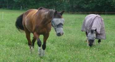 Equine Insect Pests