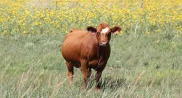 Cow-Calf Cost Breakdown – Cow Depreciation