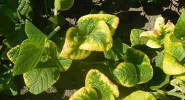 Avoiding Potassium Deficiency In Soybeans