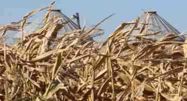  Wet Weather Delays Grain Corn Harvest