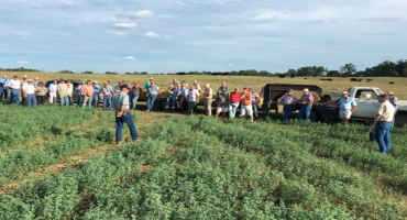 Researchers Test Alfalfa with Bermudagrass to Increase Forage Quality, Grow Revenue