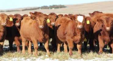 Comparing 2 Development Systems for March and May-born Heifers