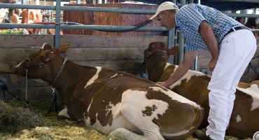 As Lawmakers Re-Write Policy, Dairy Farmers Push For Change