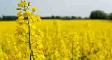   Analyst Foresees Improving Canola Prices For Saskatchewan Farmers
