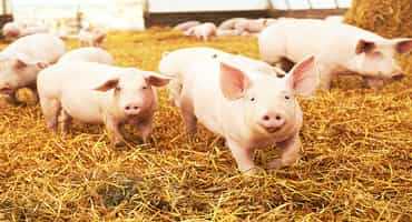 October marks National Pork Month