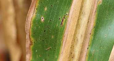 Corn Tar Spot Confirmed In Michigan