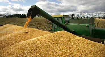 Latest Crop Report Shows Good Progress In Fall Harvests With Minor Improvements To Crop Condition