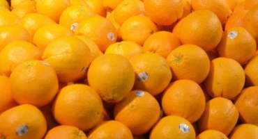 Mexican Fruit Fly Control Needs Citizen Help To Keep Texas Citrus Industry Vibrant