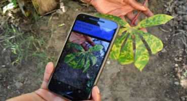 New Mobile App Diagnoses Crop Diseases In The Field And Alerts Rural Farmers