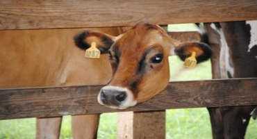 Factors Causing Uterine Infections in Cattle