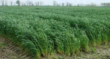 Warm Winter And Rain Challenge Wheat Crop