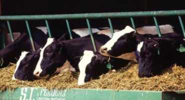 Trouble-shooting Infertility Problems in Cattle