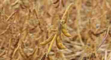  Soybean Harvest Winding Down