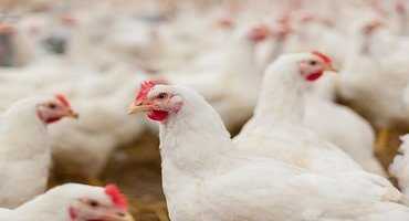 Expanding markets for Ontario chicken processors