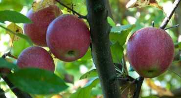 Apple Trees Bear More Fruit When Surrounded By Good Neighbors