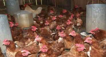 Penn State Researching New Housing for Chickens