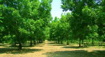 USDA October Crop Production Report Shows Bigger Pecan, Canola And Cotton Crops In Oklahoma In 2017