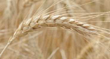 OSU Specialists Agree, Wheat Growers With Bottom Line In Mind Must Focus On Yield "AND" Protein