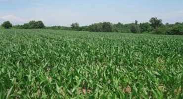 NNY Corn Yield Potential Research Update: Strengthening Future Crop Production