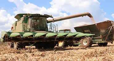 Yields High, Prices Low For Alabama’s Corn Crop