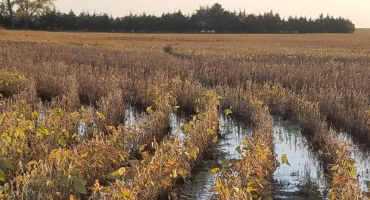 End Of Season Flooding Effects On Soybeans, Harvest