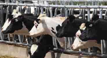 Dairy Farmers Of Canada Responds To U.S. NAFTA Proposal