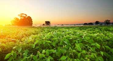 EPA and dicamba manufacturers reach agreement on label changes