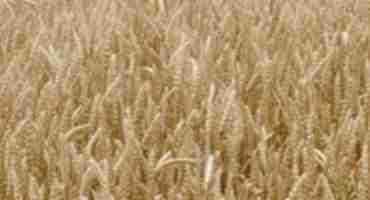  Canadian Wheat Research Coalition Elects Executive